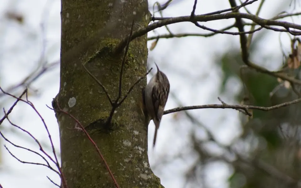 Eurasian Treecreeper (Certhia familiaris) — photo 2 of 3