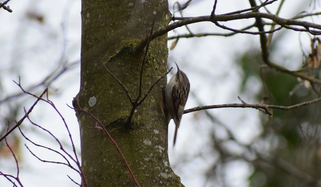 Eurasian Treecreeper