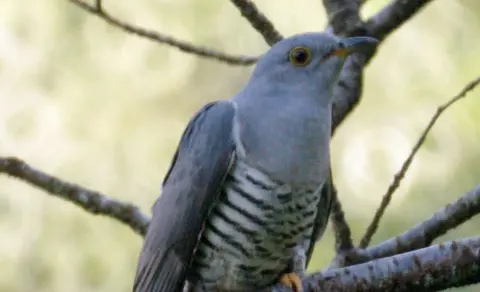 Oriental Cuckoo (Cuculus optatus) — photo 2 of 5