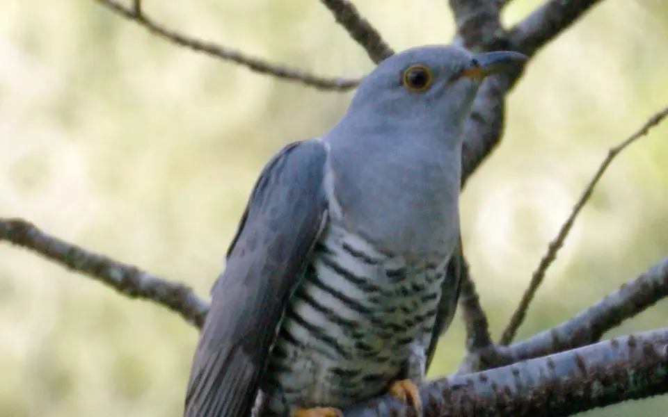 Oriental Cuckoo (Cuculus optatus) — photo 2 of 5