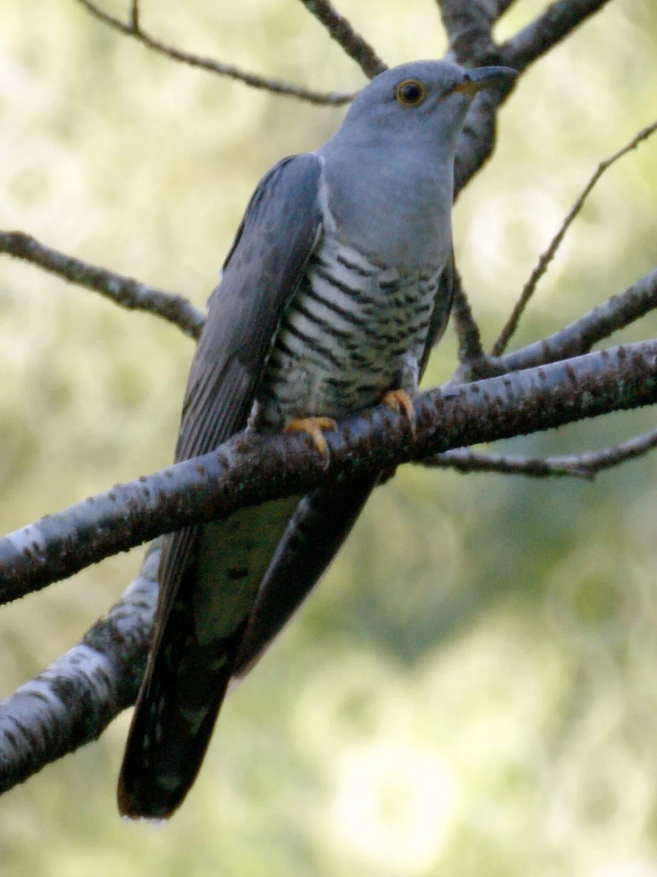 Oriental Cuckoo (Cuculus optatus) — photo 2 of 5