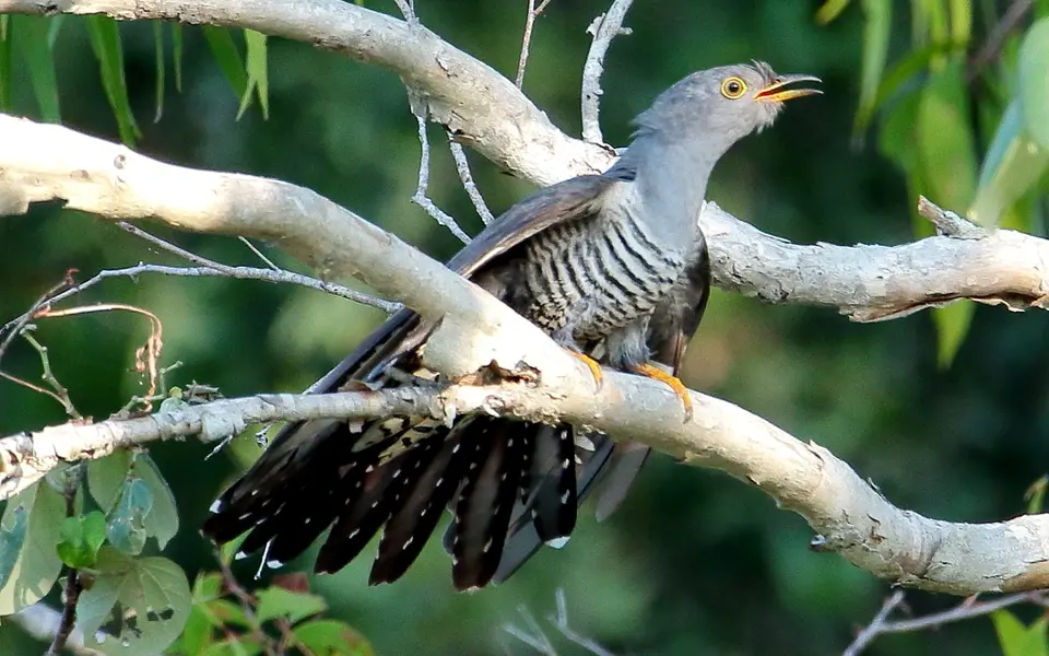 Oriental Cuckoo (Cuculus optatus) — photo 3 of 5