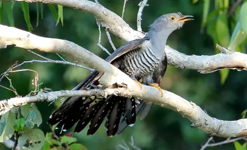 Oriental Cuckoo (Cuculus optatus) — photo 3 of 5