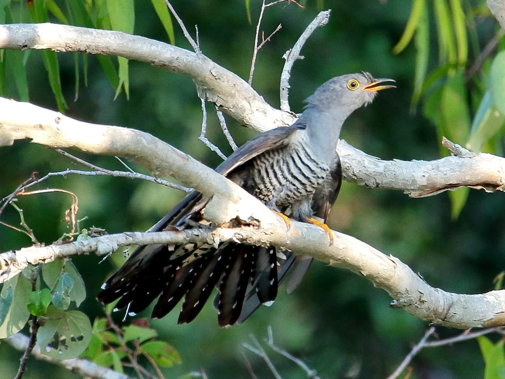 Oriental Cuckoo (Cuculus optatus) — photo 3 of 5