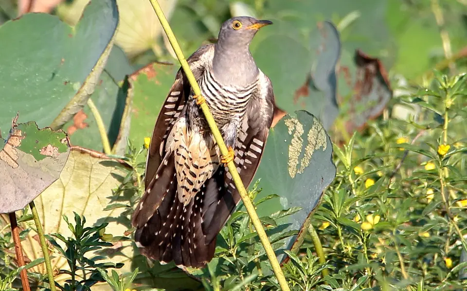 Oriental Cuckoo (Cuculus optatus) — photo 4 of 5