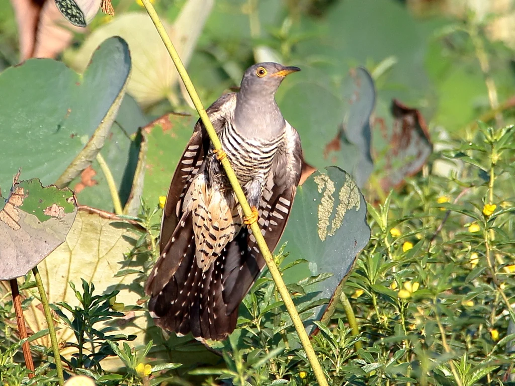 Oriental Cuckoo (Cuculus optatus) — photo 4 of 5