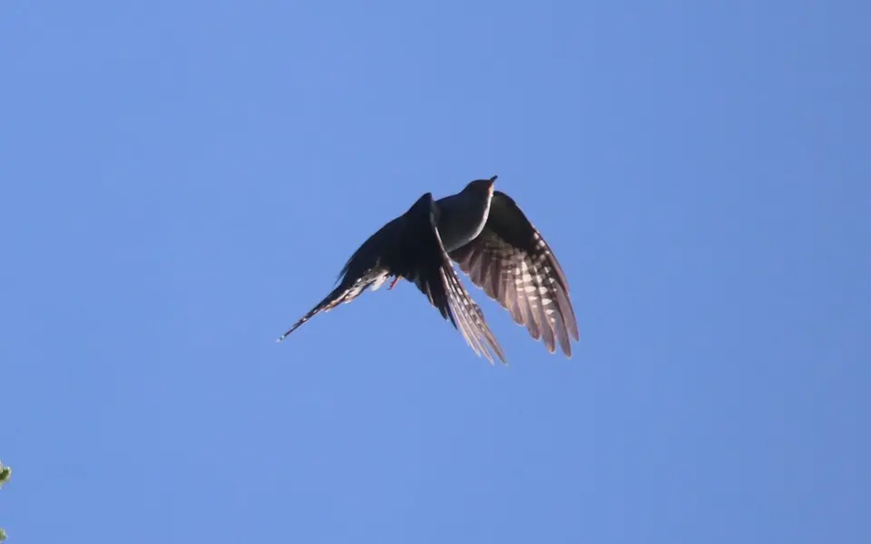 Oriental Cuckoo (Cuculus optatus) — photo 5 of 5