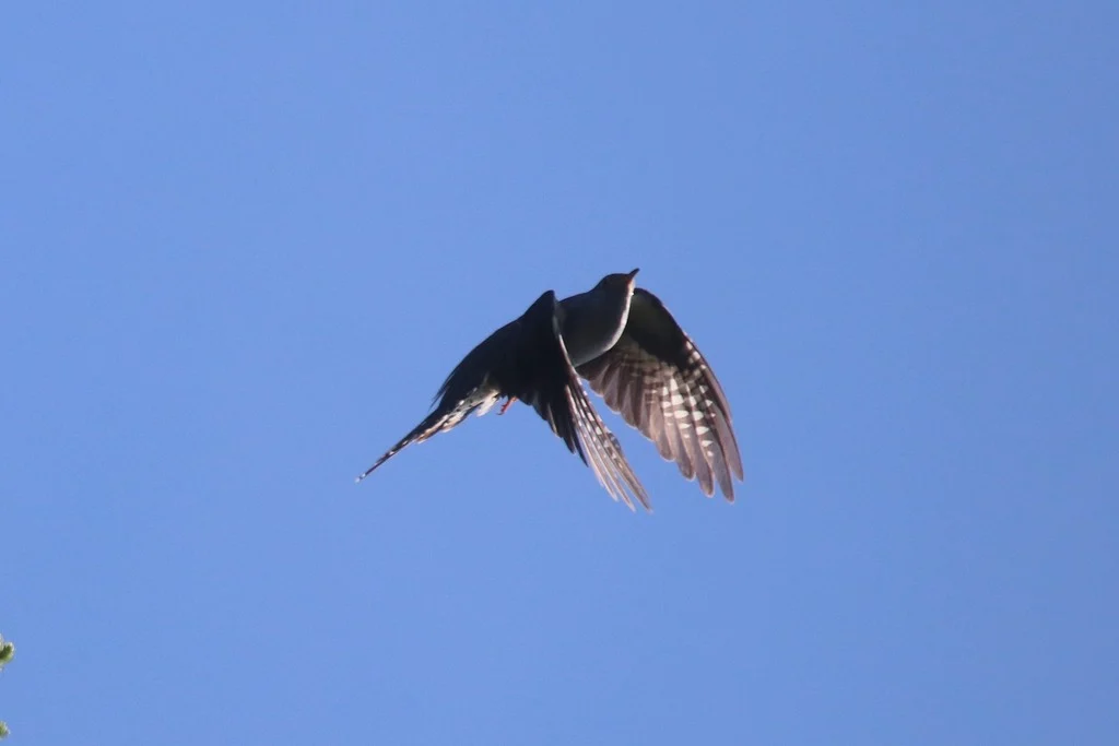Oriental Cuckoo (Cuculus optatus) — photo 5 of 5