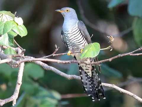 Oriental Cuckoo