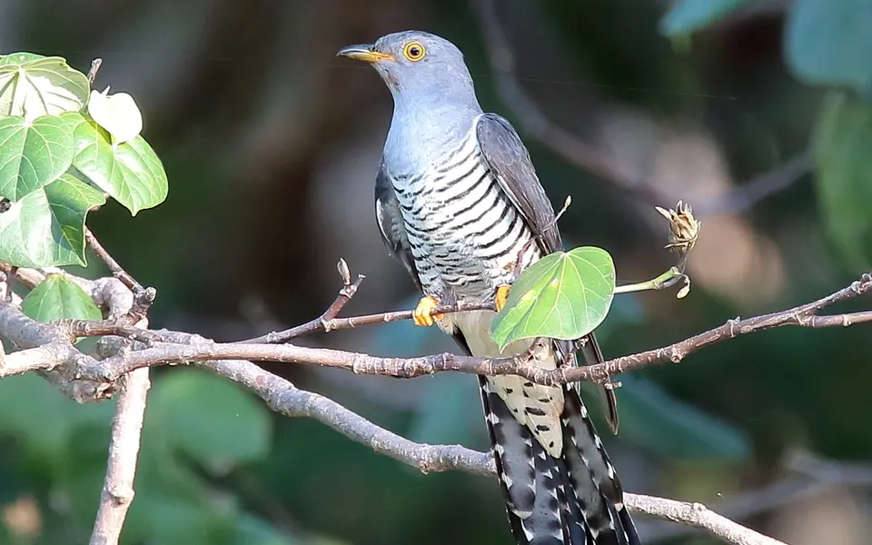 Oriental Cuckoo (Cuculus optatus) — photo 1 of 5