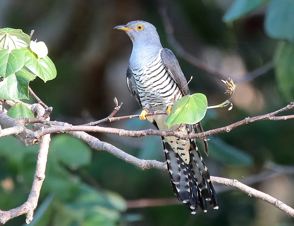 Oriental Cuckoo (Cuculus optatus) — photo 1 of 5
