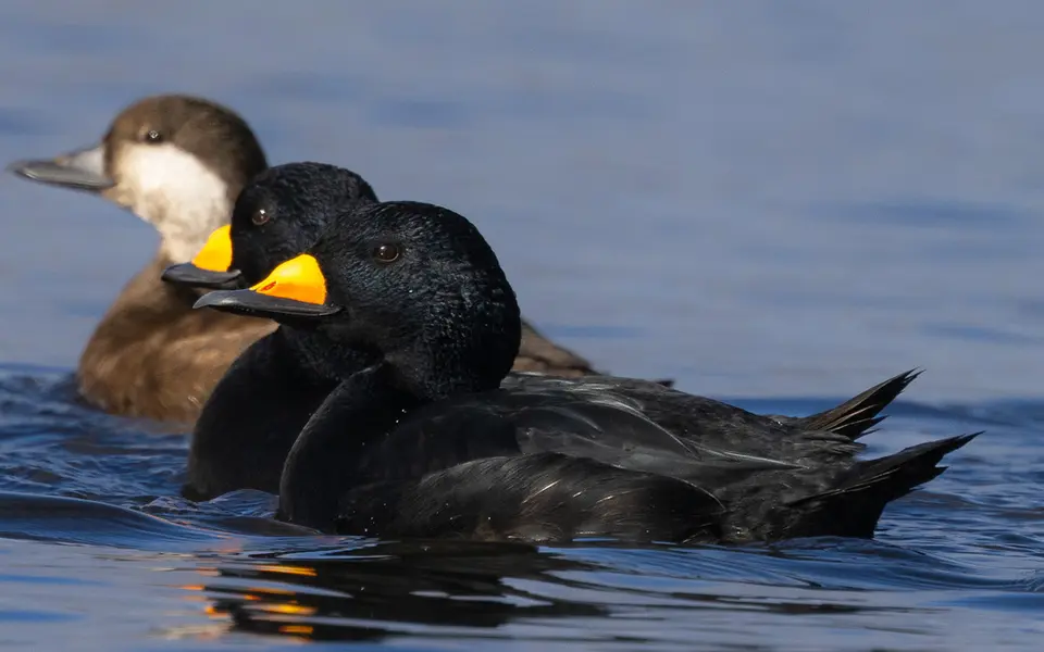 Common Scoter (Melanitta nigra) — photo 2 of 3