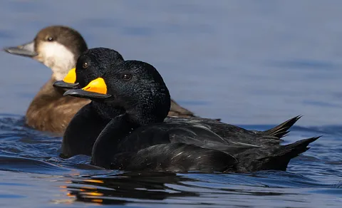 Common Scoter