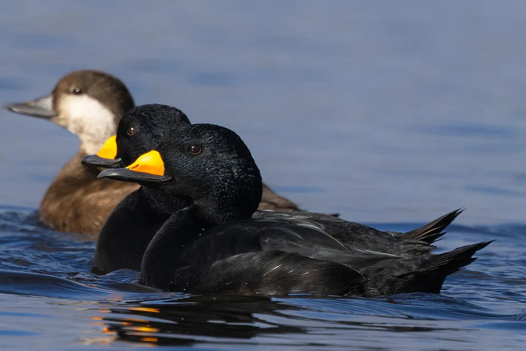 Common Scoter