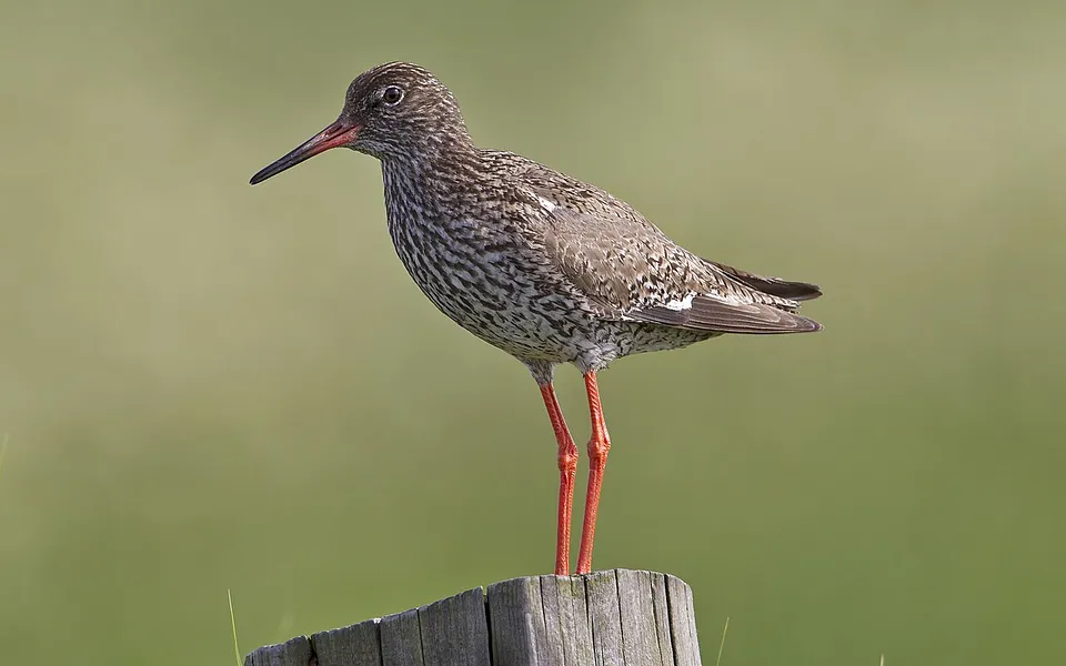 Common Redshank (Tringa totanus) — photo 1 of 3