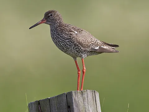 Common Redshank