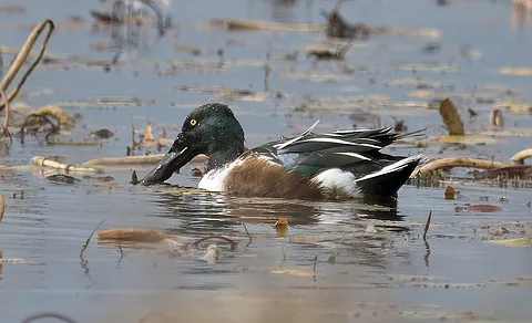 Northern Shoveler (Spatula clypeata) — photo 2 of 3