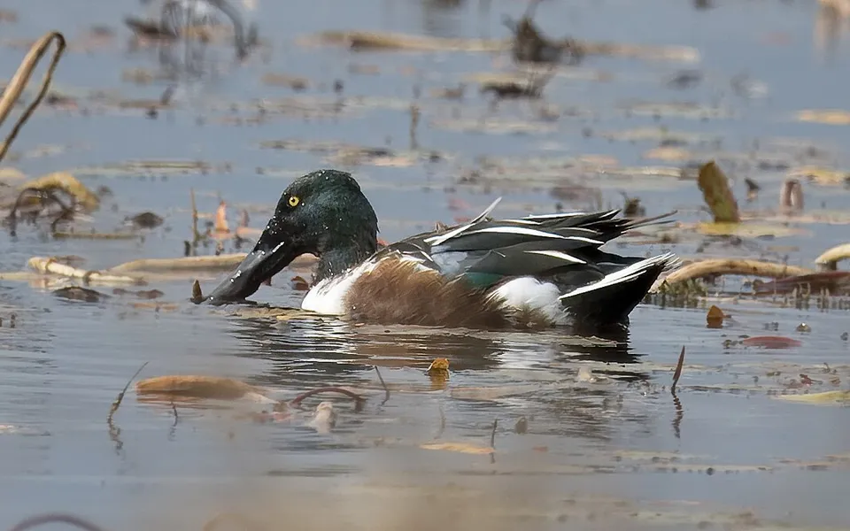 Northern Shoveler (Spatula clypeata) — photo 2 of 3