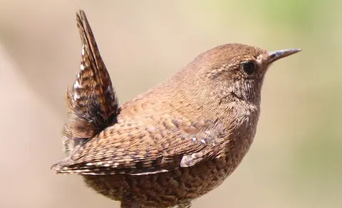 Eurasian Wren (Troglodytes troglodytes) — photo 2 of 3
