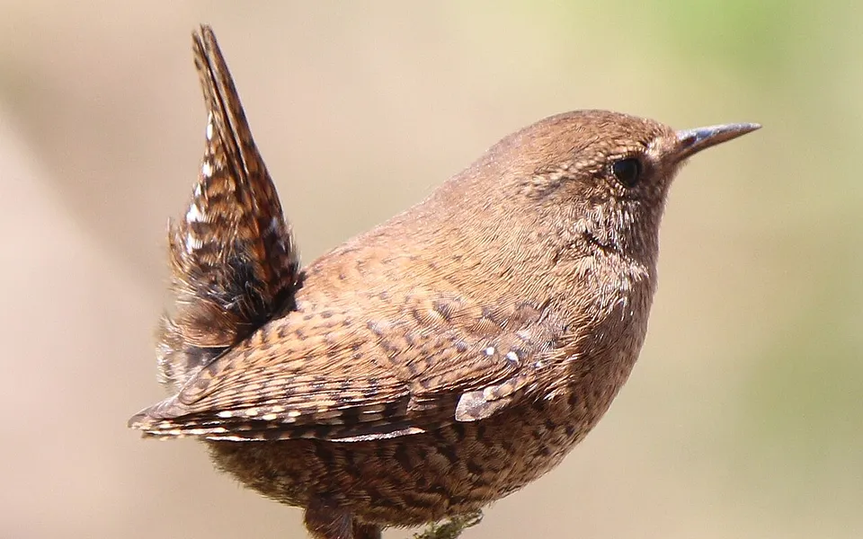 Eurasian Wren