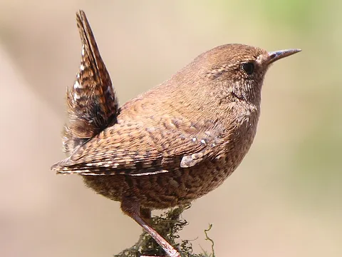 Eurasian Wren