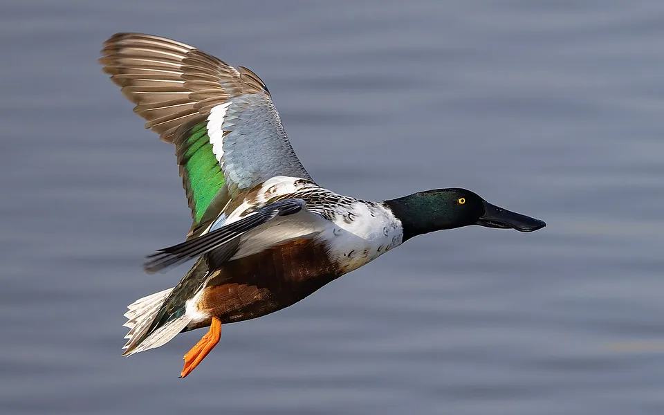 Northern Shoveler (Spatula clypeata) — photo 1 of 3