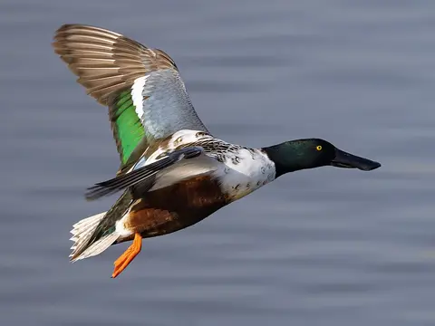Northern Shoveler
