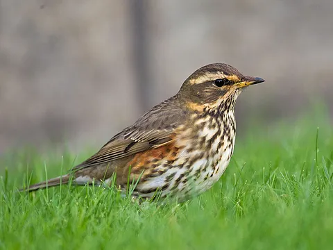 Redwing