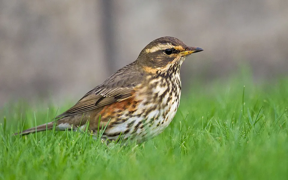 Redwing (Turdus iliacus) — photo 1 of 6