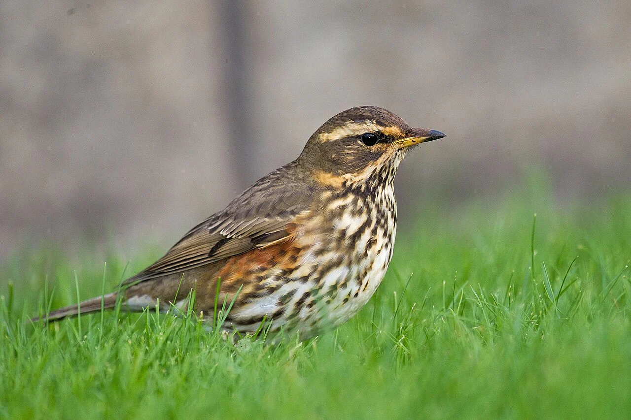 Redwing (Turdus iliacus) — photo 1 of 6