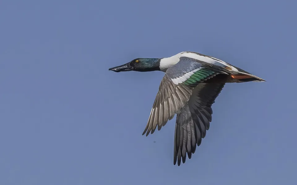 Northern Shoveler (Spatula clypeata) — photo 3 of 3