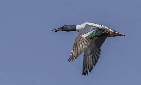 Northern Shoveler (Spatula clypeata) — photo 3 of 3