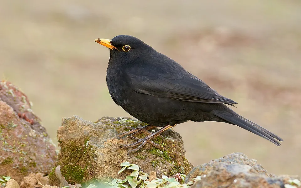 Eurasian Blackbird (Turdus merula) — photo 1 of 4