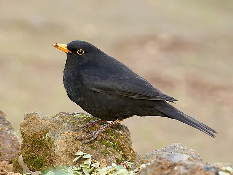 Eurasian Blackbird