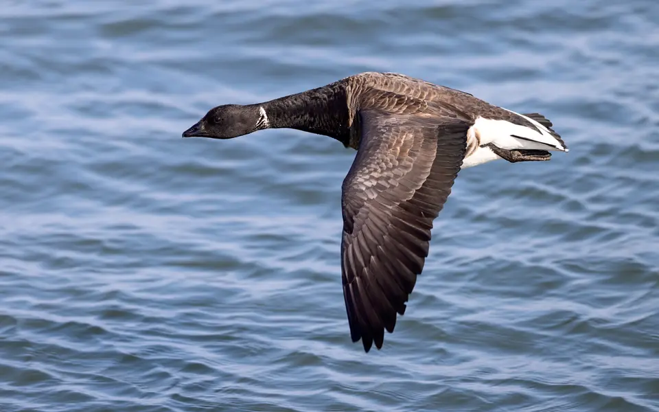 Brant (Branta bernicla) — photo 1 of 3