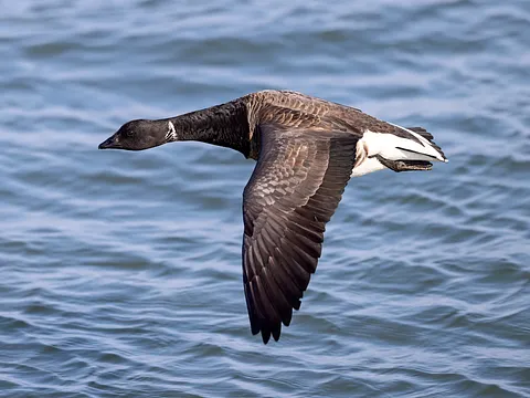 Brant