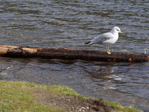 Ring-billed Gull (Larus delawarensis) — photo 2 of 6