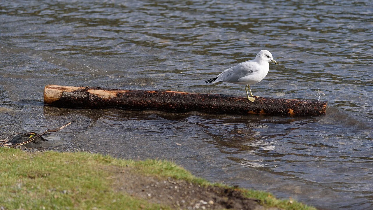Ring-billed Gull (Larus delawarensis) — photo 2 of 6