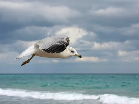 Ring-billed Gull (Larus delawarensis) — photo 3 of 6