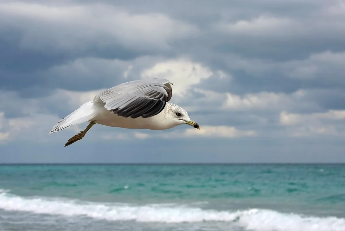 Ring-billed Gull (Larus delawarensis) — photo 3 of 6