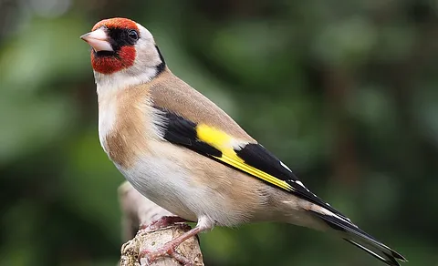 European Goldfinch
