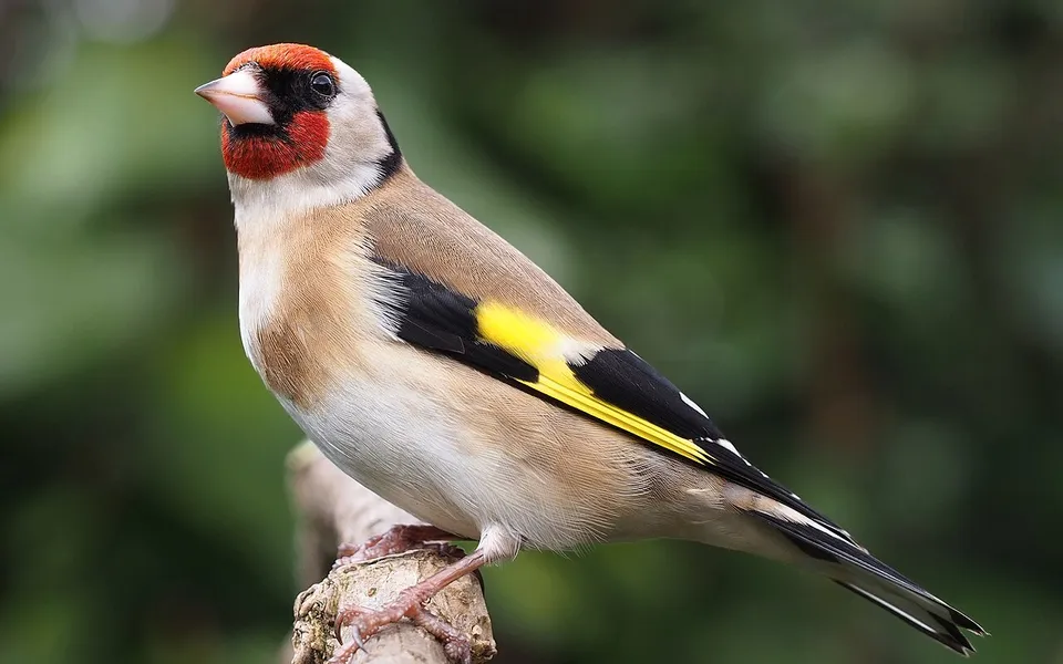 European Goldfinch (Carduelis carduelis) — photo 3 of 3