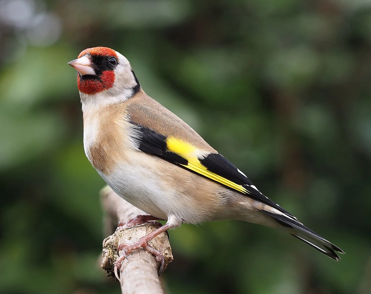 European Goldfinch (Carduelis carduelis) — photo 3 of 3