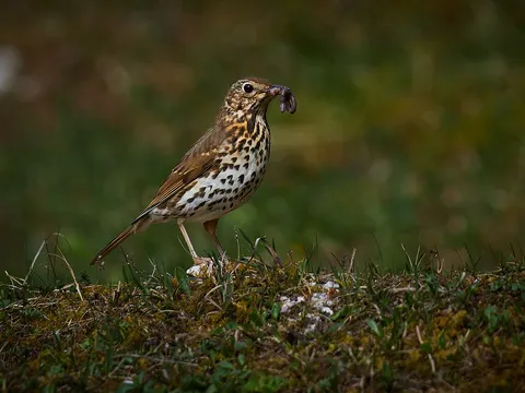 Song Thrush