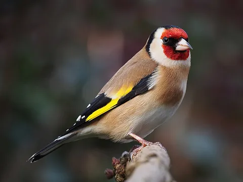 European Goldfinch