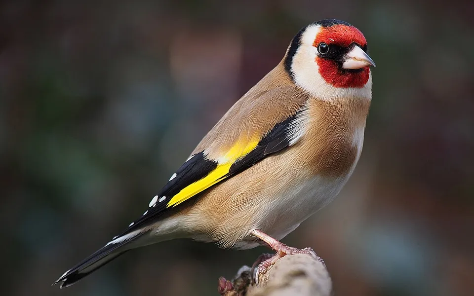 European Goldfinch
