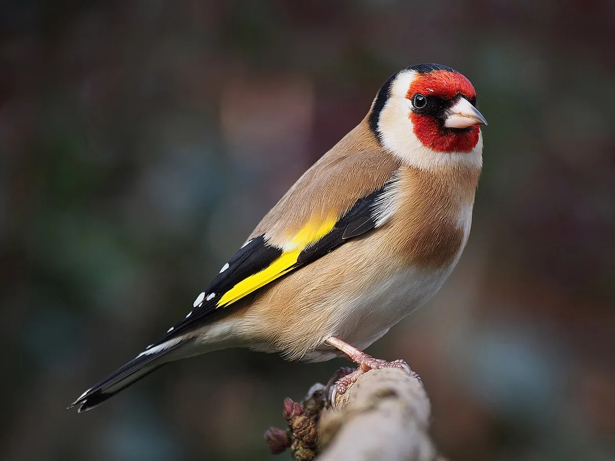 European Goldfinch