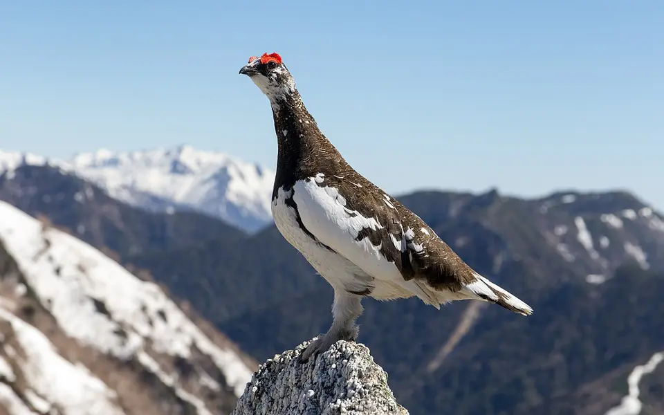 Rock Ptarmigan (Lagopus muta) — photo 2 of 4