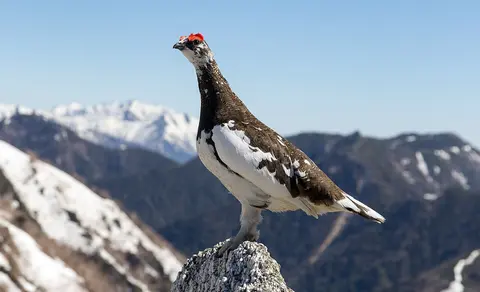Rock Ptarmigan (Lagopus muta) — photo 2 of 4