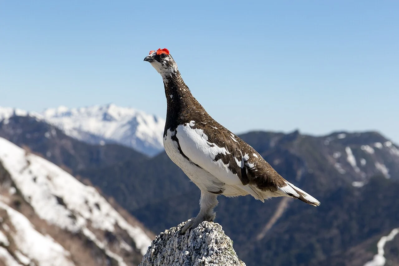 Rock Ptarmigan (Lagopus muta) — photo 2 of 4